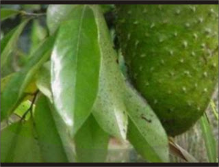 Daun Sirsak