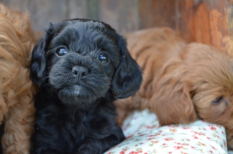 Small Dog Puppies For Sale Brisbane Small Dog Puppies For Sale Brisbane