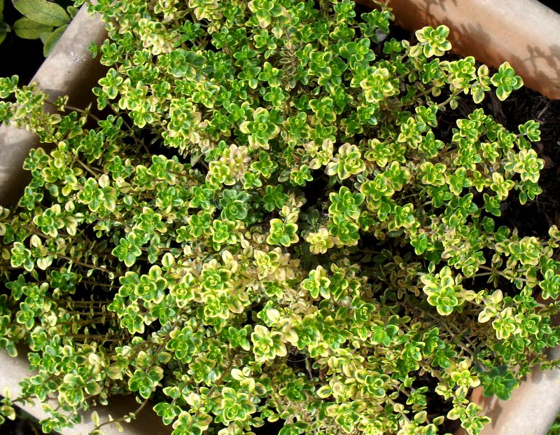 A Woman of the Soil Thyme after Thyme