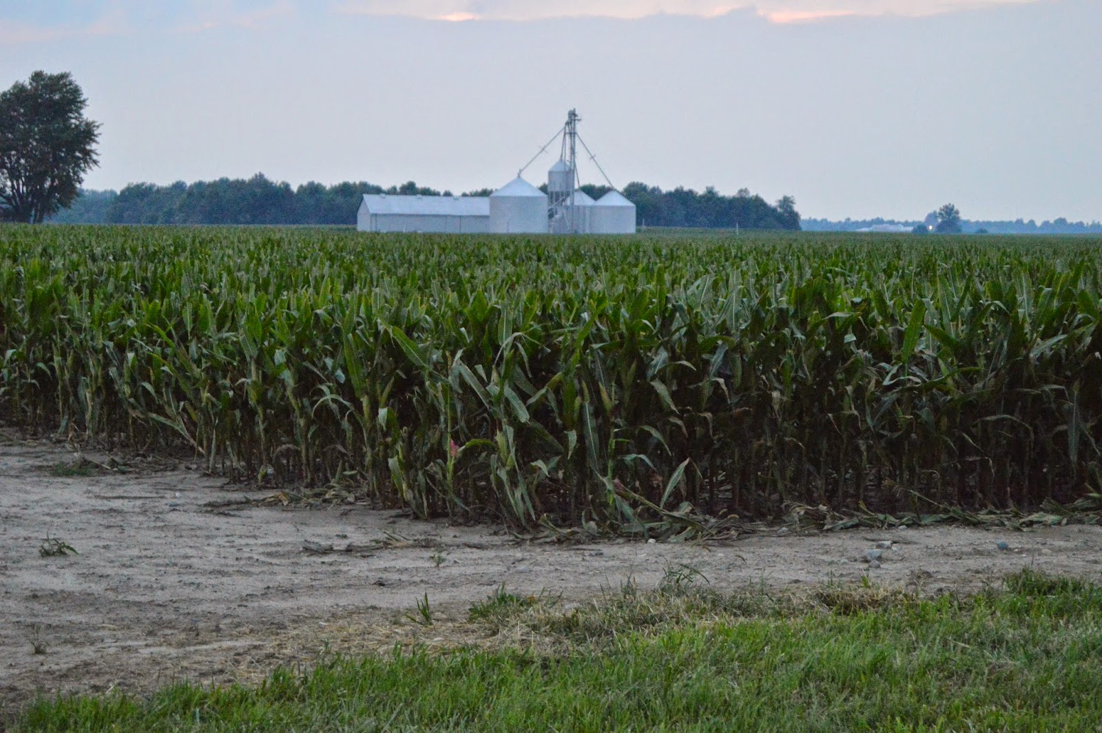 Industrial History Hybrid Corn Seed