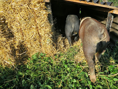 Billy & Willy in de nieuwe stro-hut