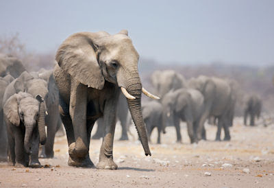 Manada de elefantes en la sabana de África - Elephants - Paquidermos