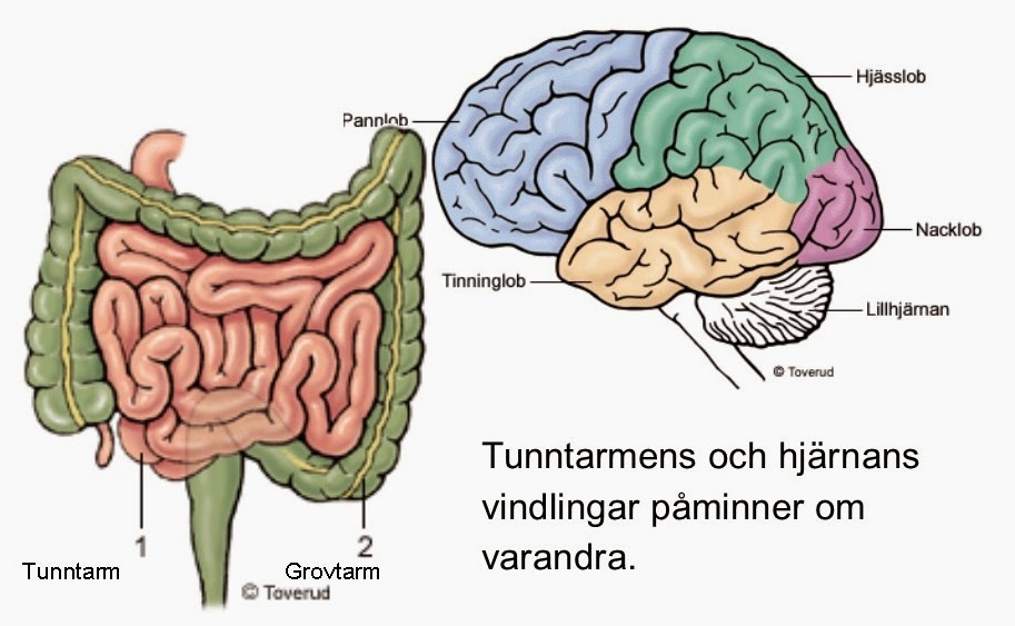 tarmen och hjärnan