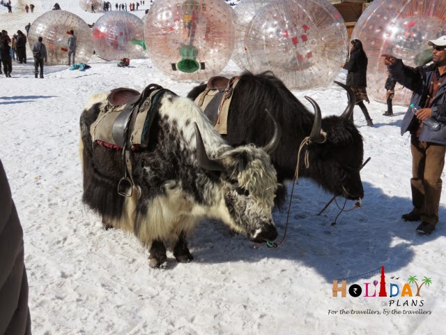 Yaks at Solang Valley Yaks at Solang Valley