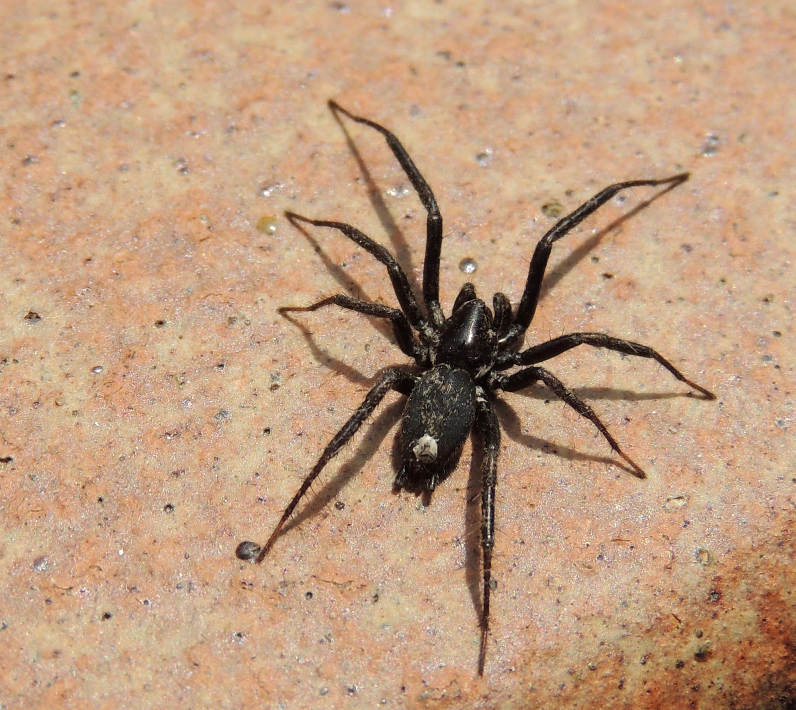 Naturaleza Viva : julio 2014