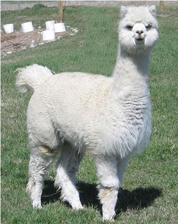 Bill To Reclassify Protect Alpacas Unanimously Passes Both Chambers Alpacas For Sale Alpaca Alpaca Farm Bill To Reclassify Protect Alpacas Unanimously Passes Both Chambers Alpacas For Sale Alpaca Alpaca Farm