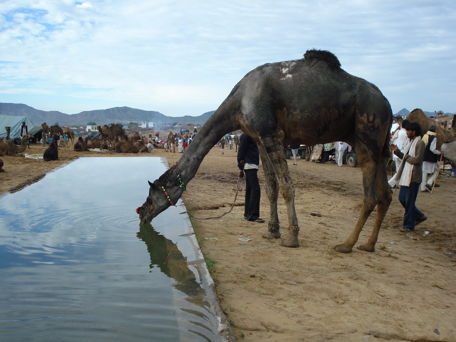http://4.bp.blogspot.com/-37jzM2rIb2A/Tq5ebmb_v2I/AAAAAAAACls/TD7xHOkkpsg/s1600/camel-drinking-water.JPG