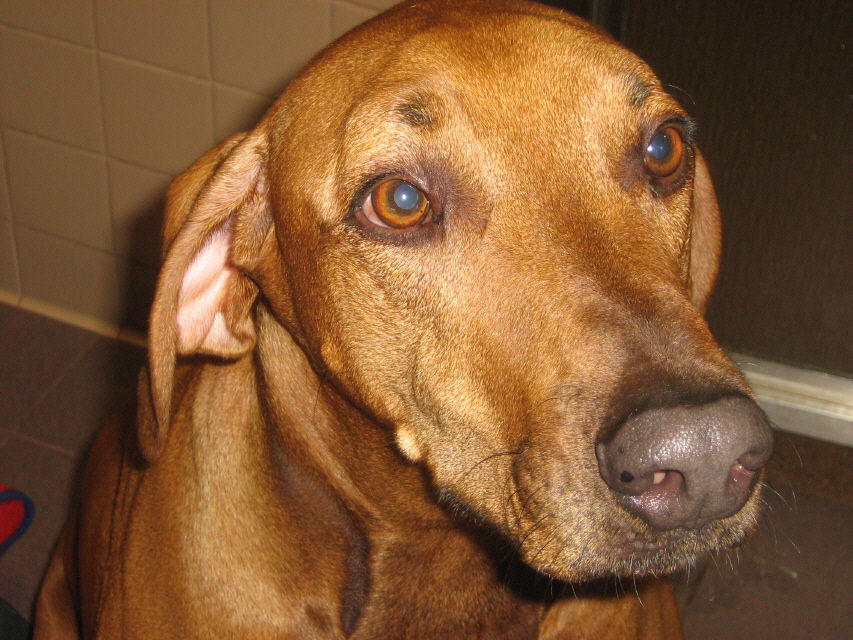 valley fever in dogs valley fever valley fever in dogs valley fever