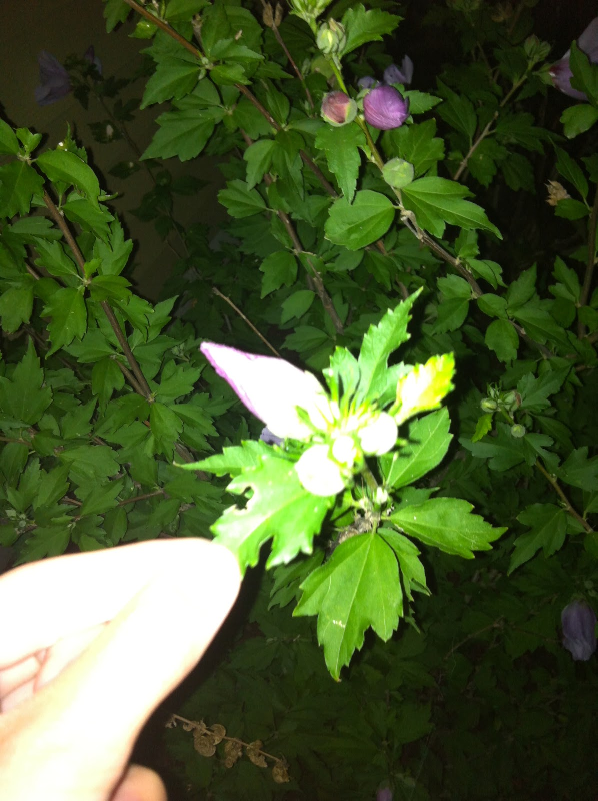 AP Bio Blog 2012 Autotroph