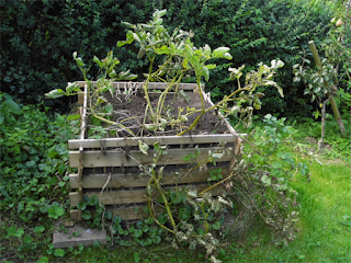 Das Kraut ist welk: Jetzt kann die Kartoffelernte beginnen! Kartoffelturm kurz vor der Ernte