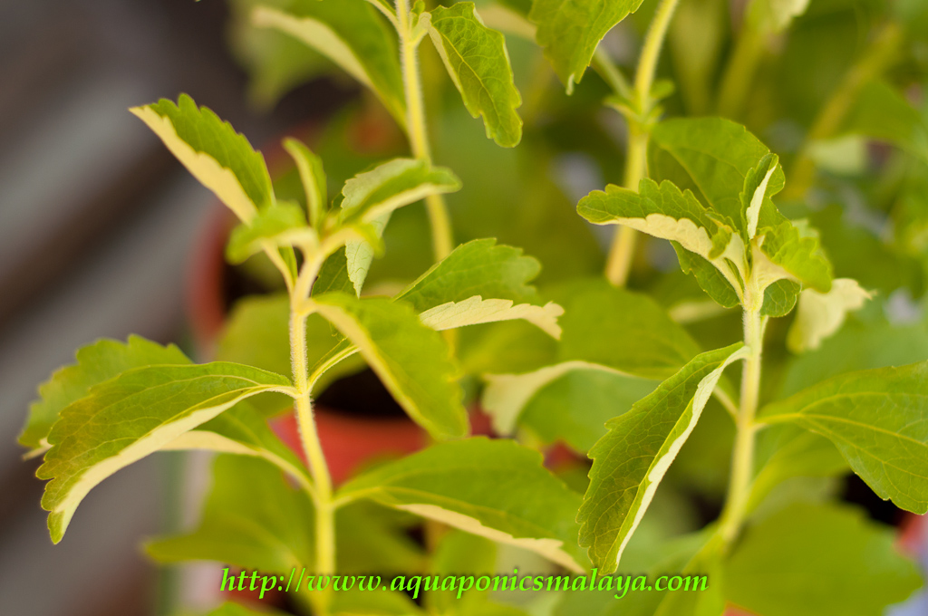 Affnan's Aquaponics Sweet Taste of Aquaponics Stevia Rebaudiana