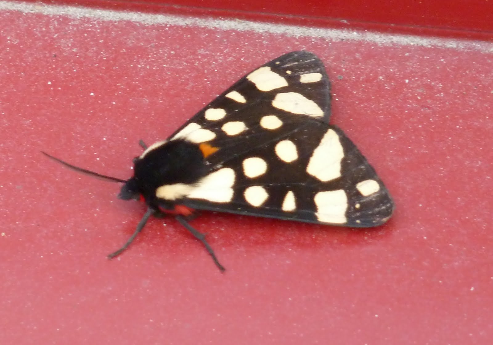 Random writings of a A Butterfly, A Moth, and A Woolly Bear