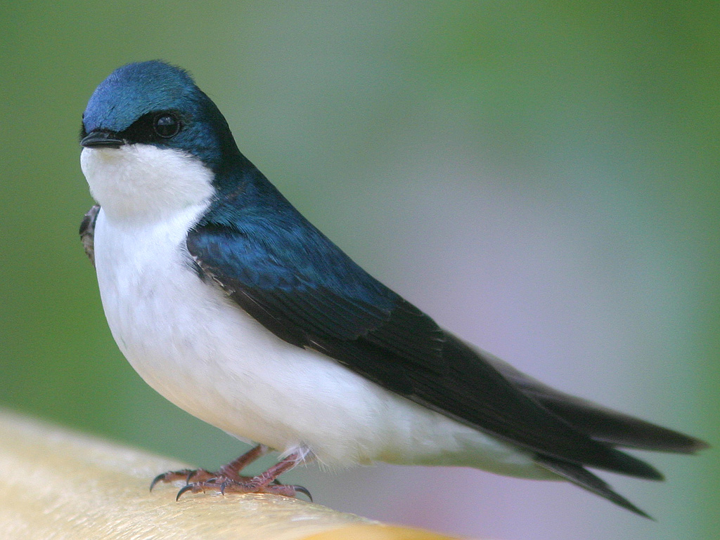 worldimage4u colorful and different types of birds for worldimage4u colorful and different types of birds for