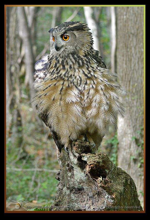 Grand-duc d'Europe, Bubo bubo