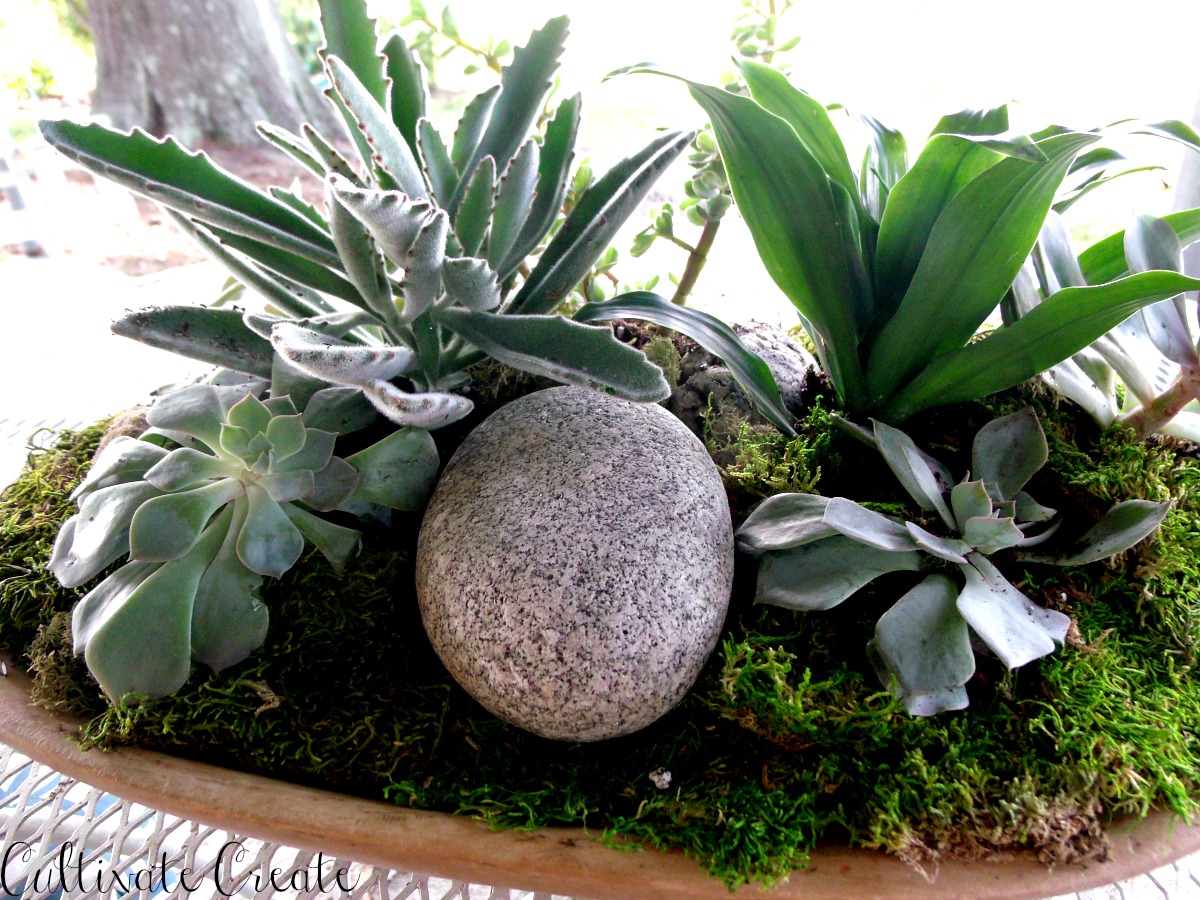 Cultivate Create DIY Dough Bowl Succulent Planter