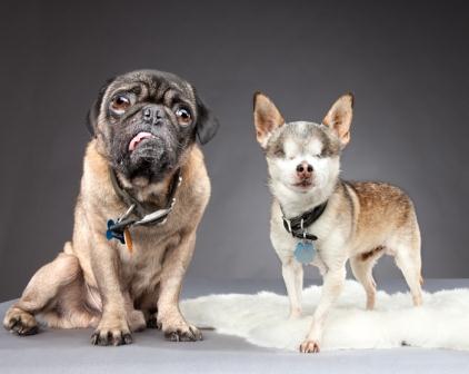 Dog Hoarding Rescue Behavior Problems Fear Aggression Dog Hoarding Rescue Behavior Problems Fear Aggression
