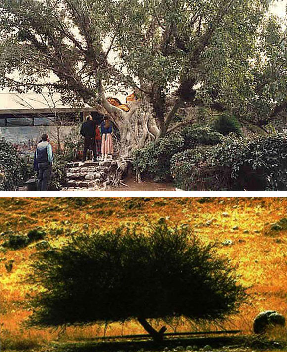 POHON GHARQAD - POHON YANG MELINDUNGI BANGSA YAHUDI!!