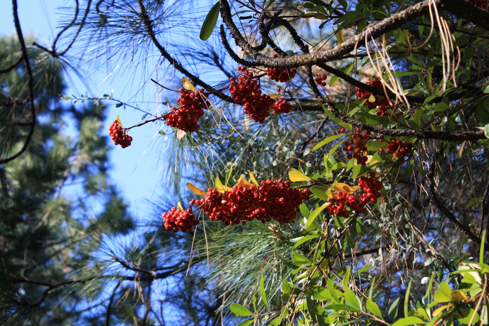 Mistletoe Berries - ATTRACTS: Bluebirds for the berries. | Blue bird
