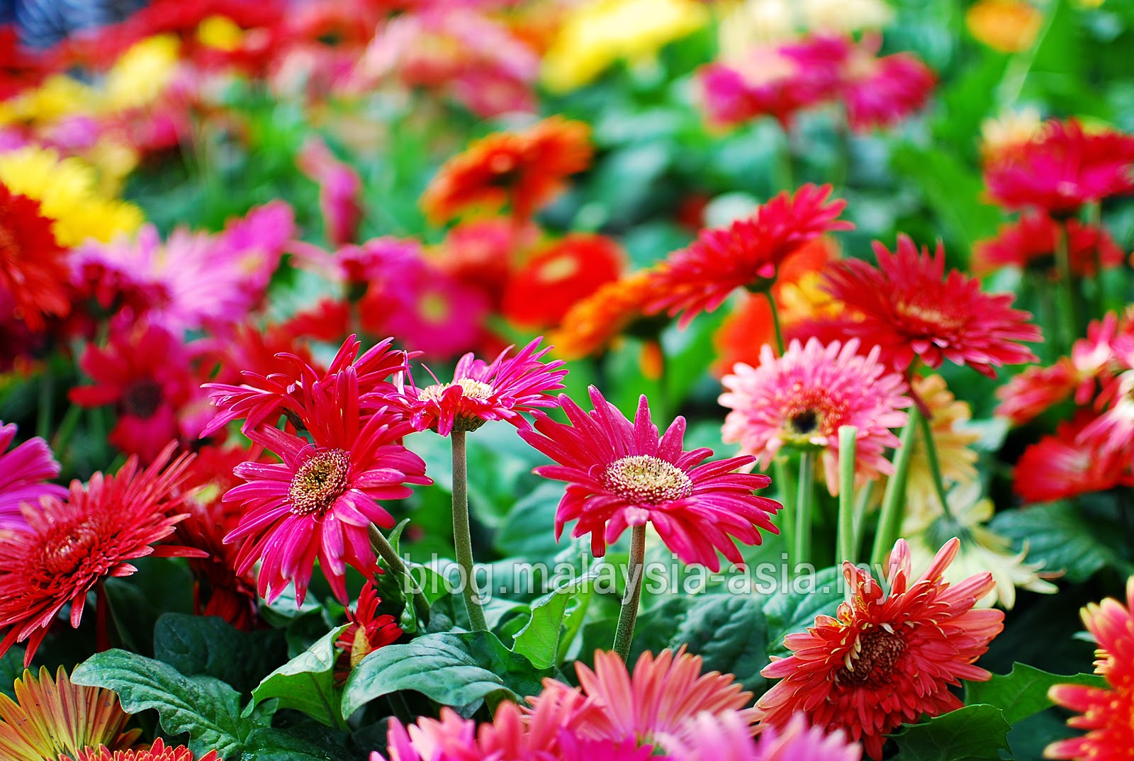 Penang Floral Festival