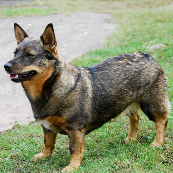 All Dog Breeds And Crossbreeds With Pictures All Dog Breeds And Crossbreeds With Pictures