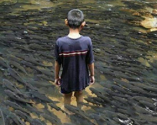 Cá thần 