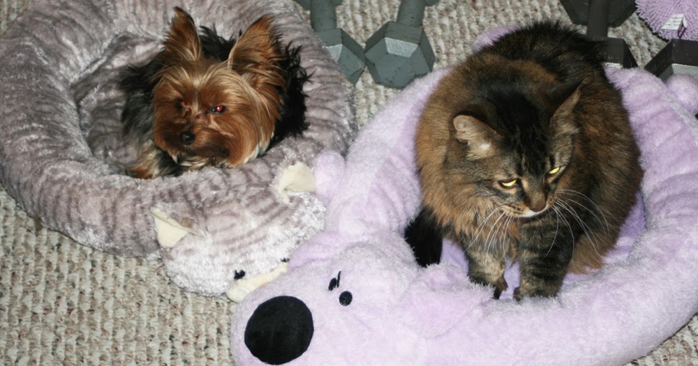 Miniature Yorkshire Terrier Cats Beds and Dog Beds for Yorkies