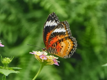 Landgefluster Garten Der Schmetterlinge Schloss Sayn