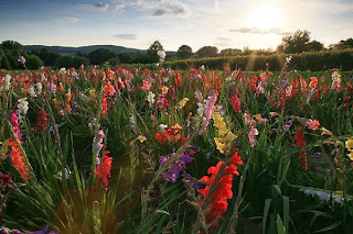 How to Starting a Gladiolus Farm to Make Money
