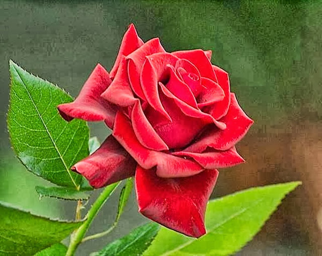 Resim, Sanat ve Fotoğraf Kırmızı gül resimleri