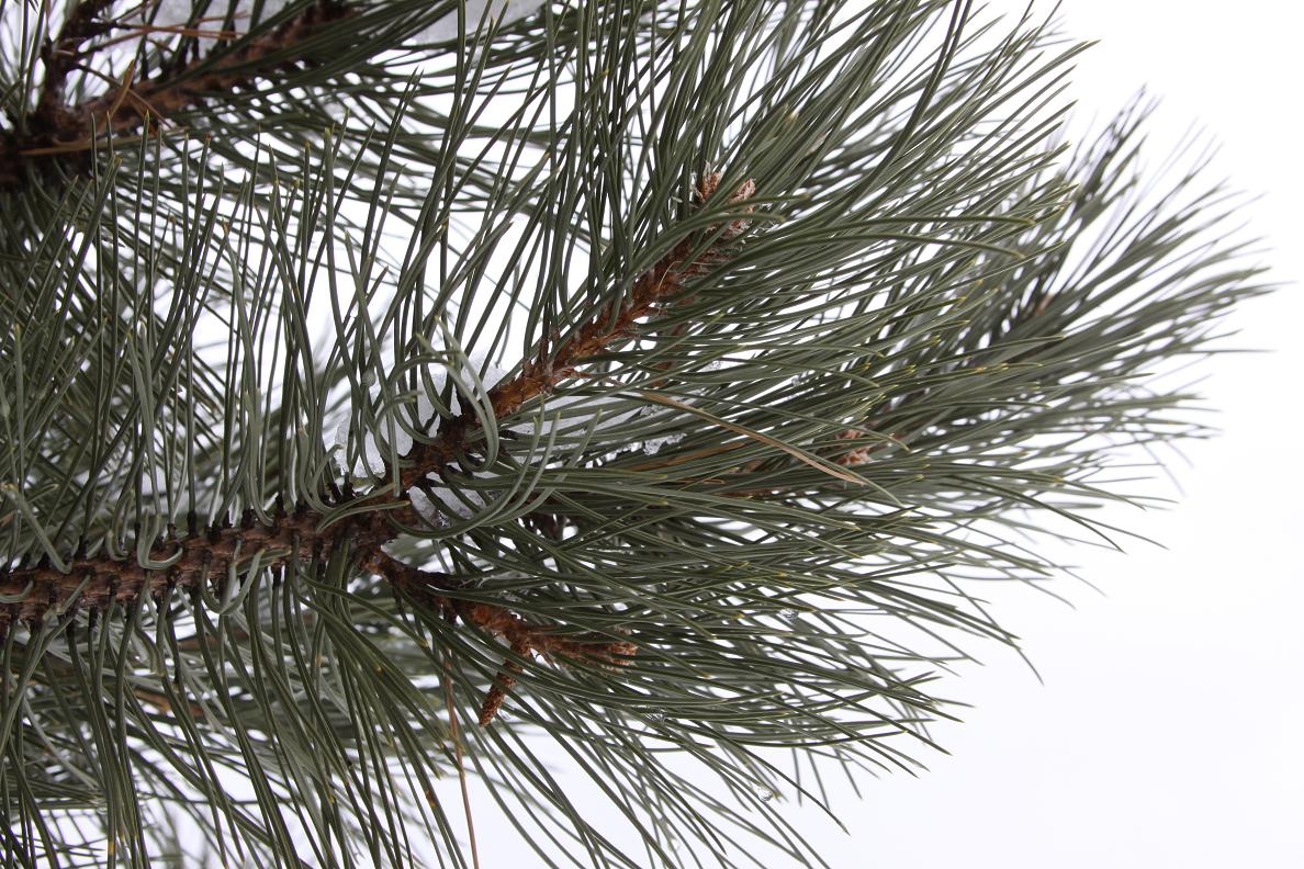 Michigan Exposures And Some Pine Branches