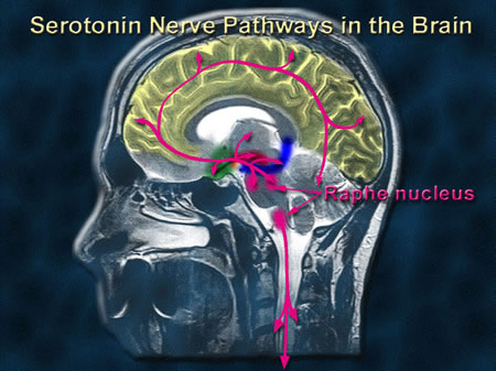 SEROTONIN AND ITS USES | Dr Kesirajuramprasad's Blog