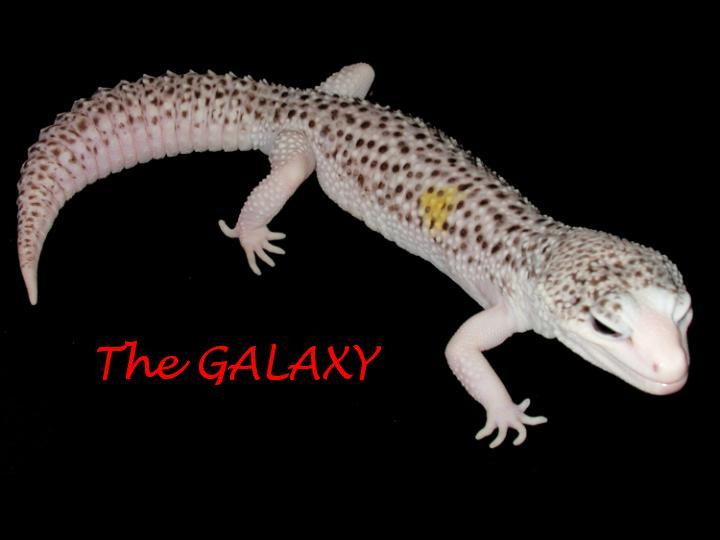 The Bee Loud Glade Spotlight on Leopard Geckos