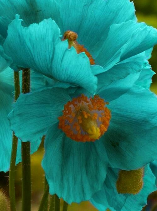 What Colors Can Poppies Be In Nature What Colors Can Poppies Be In Nature