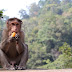 Rusak Tanaman, Puluhan Monyet Dibunuh
