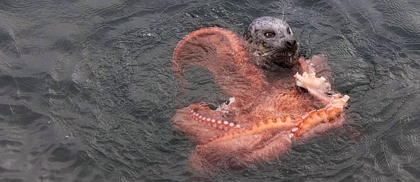 The seal desperately tries to sink it's teeth into the giant octopus to loosen up it's deadly grip Watch a rare Battle between a Seal and an Octopus via geniushowto.blogspot.com the seal desperately tries to sink it's teeth into the giant octopus trying to crush it