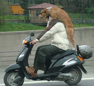 Funny Dog Pictures