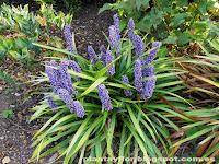 Liriope muscari