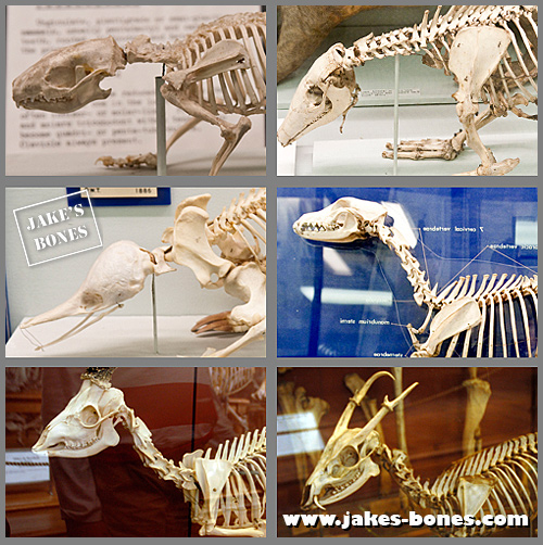 One Pair Real Bones Lot No Mini Pig Scapula Bone 200802ZZZ Home