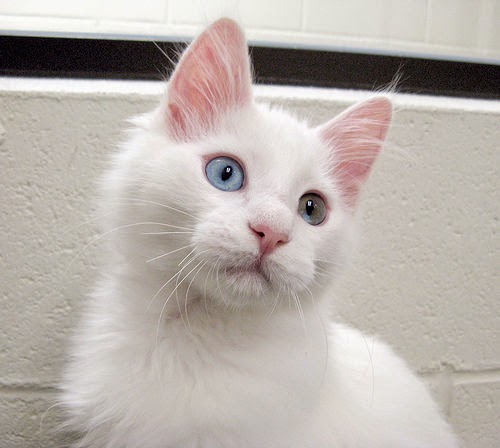 Foto dan Gambar Kucing Anggora yang lucu Foto dan Gambar Kucing Anggora yang lucu