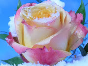 Tuyển tập ảnh hoa Hồng đẹp P17