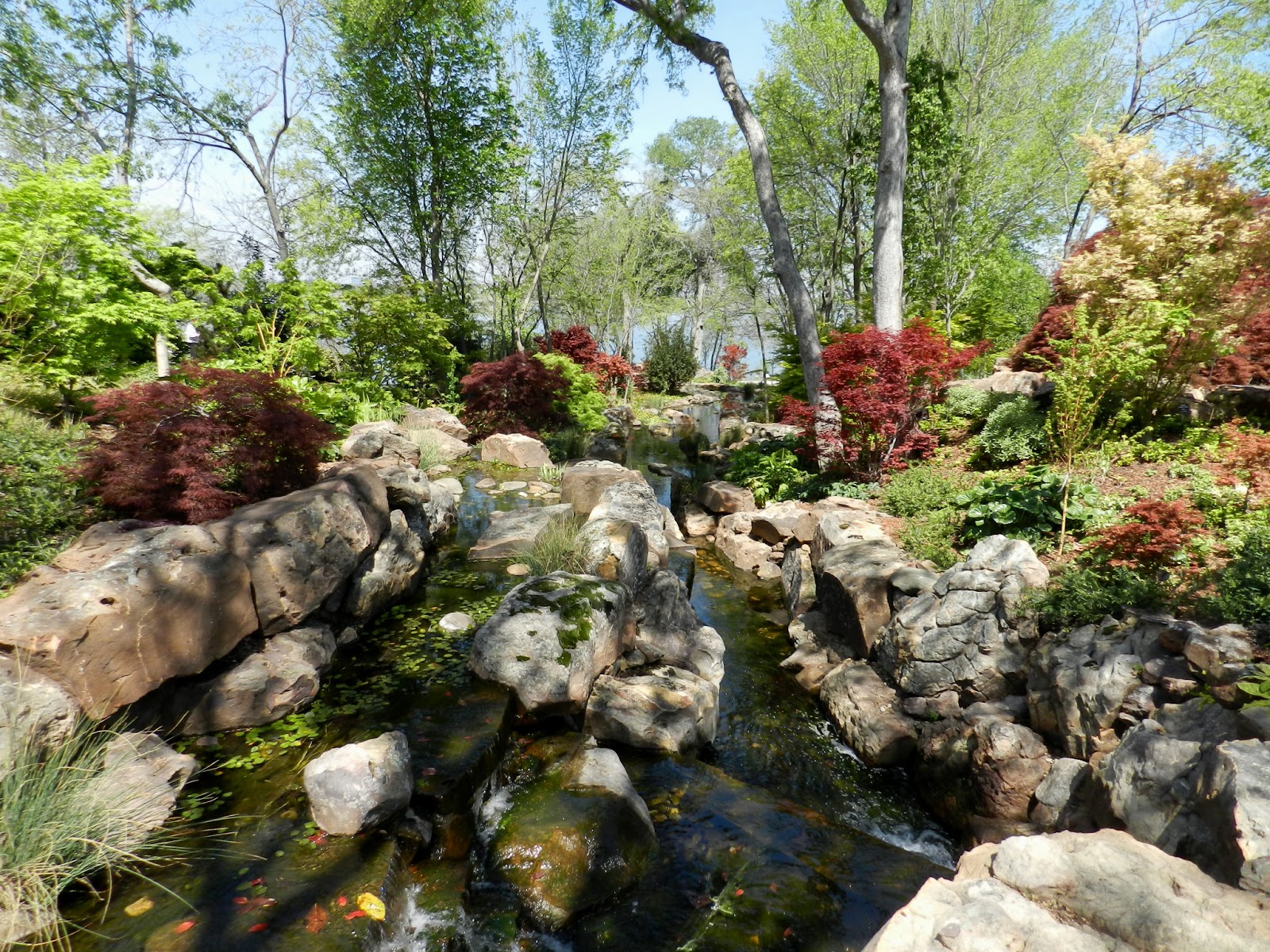 Prairie Rose's Garden: Tulipmania at the Dallas Arboretum