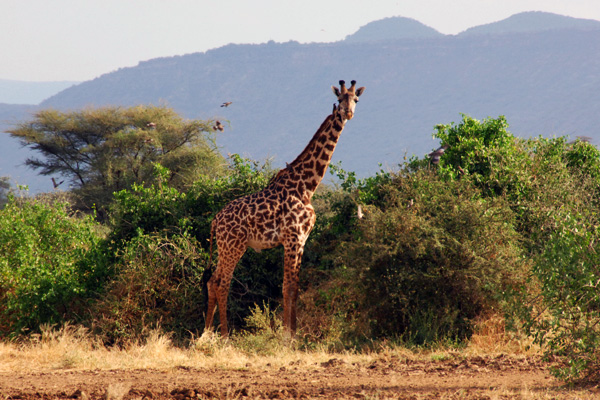 kenya4-full.jpg