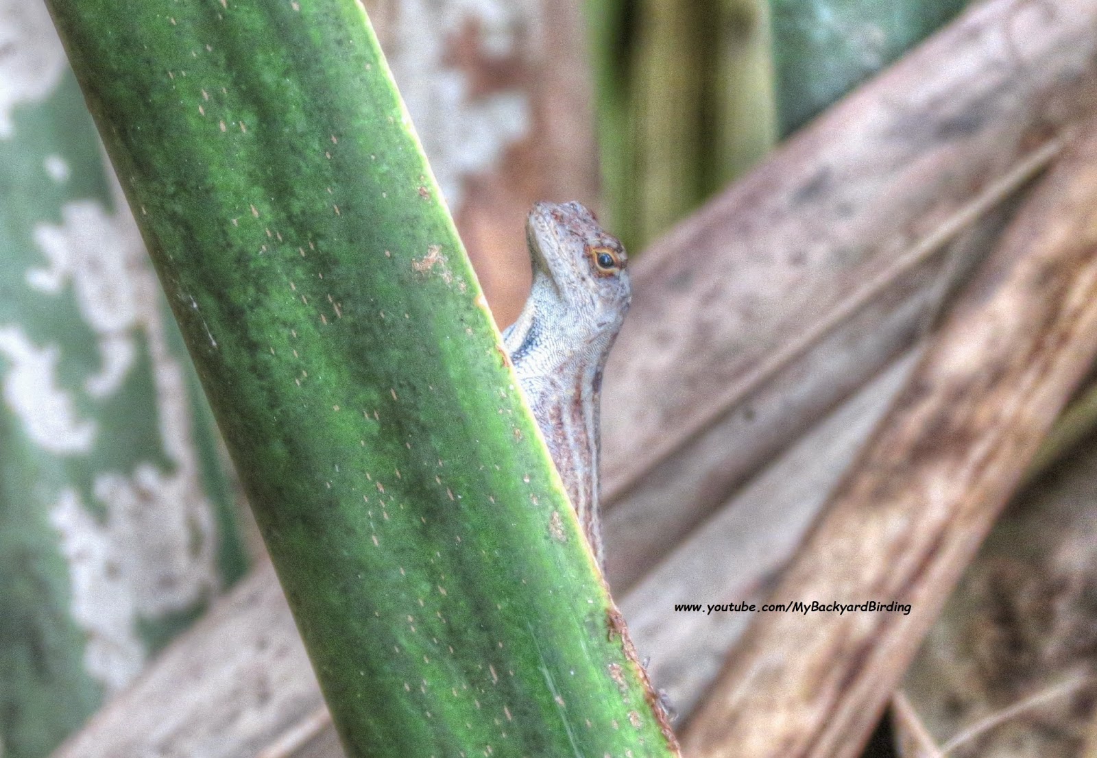 Brown Anole Lizard Brown Anole Lizard
