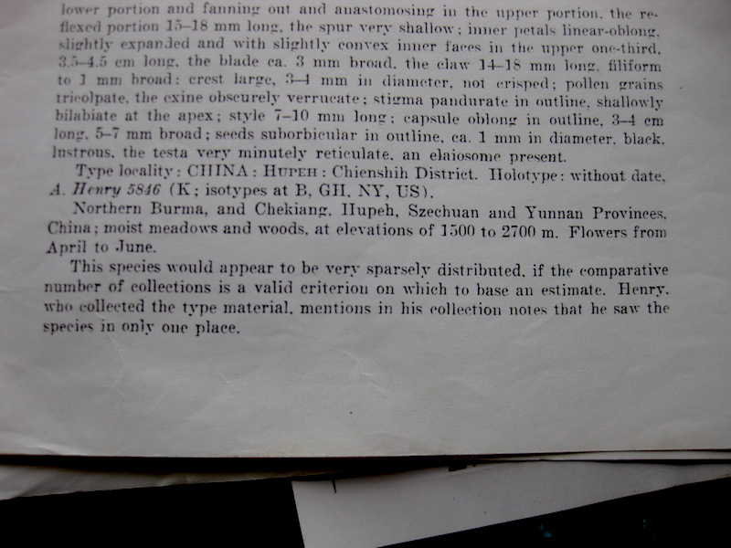 Roger Brook the no dig gardener Ichtyoselmis macrantha but it once