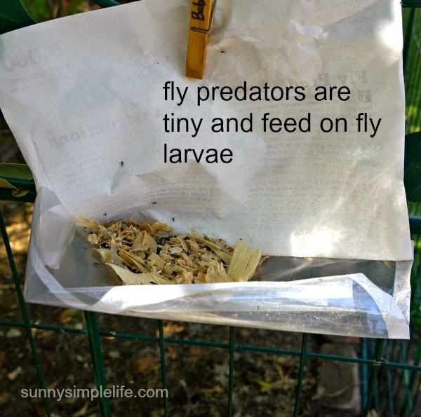Sunny Simple Life Flies In The Chicken Coop And How to Control Them