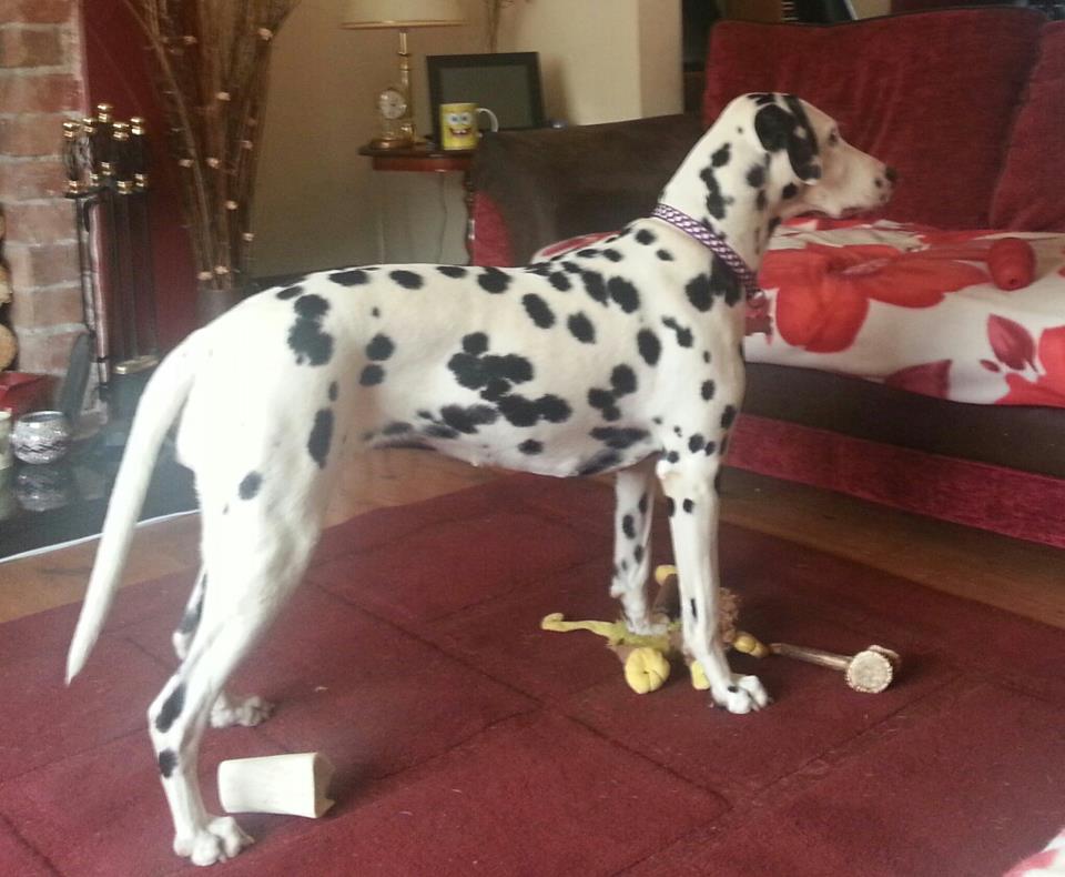Diary of a Dalmatian Pup Fully Grown?