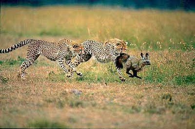 leopard hunting photos habitat