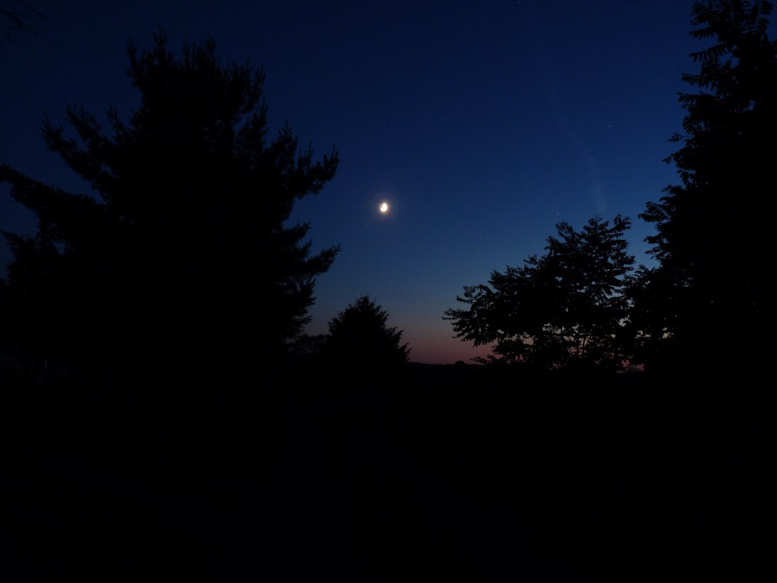 Sarojini+naidu+wikipedia