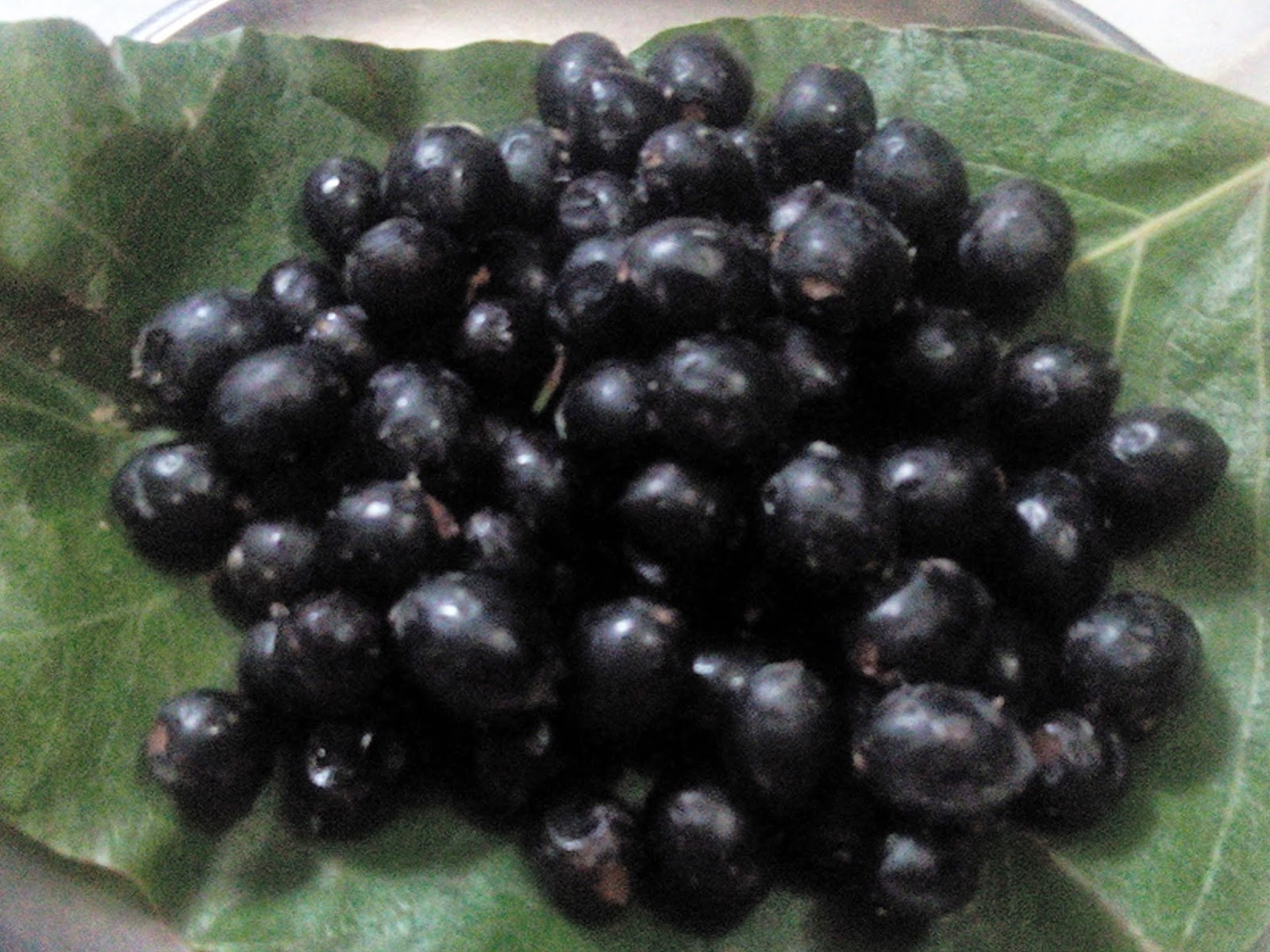 DIET WHAT IT REALLY MEANS!!!!!!!! All About Karvanda(karonda)