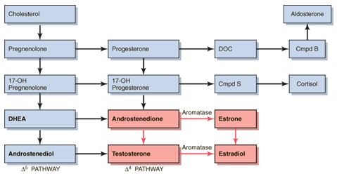 Steroidogenic pathway
